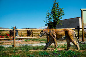 Dinoexperience-El-Pobo-dientes-de-sable-web