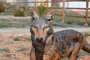 Dinoexperience-El-Pobo-lobo-web